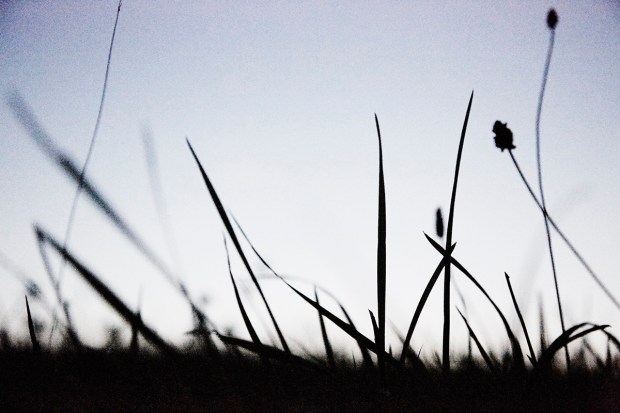 GRASSSCAPES 9.10.16__ 177